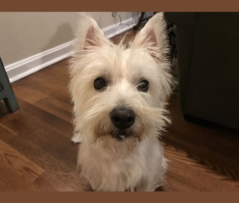 Weston, a West Highland White Terrier tested with EmbarkVet.com