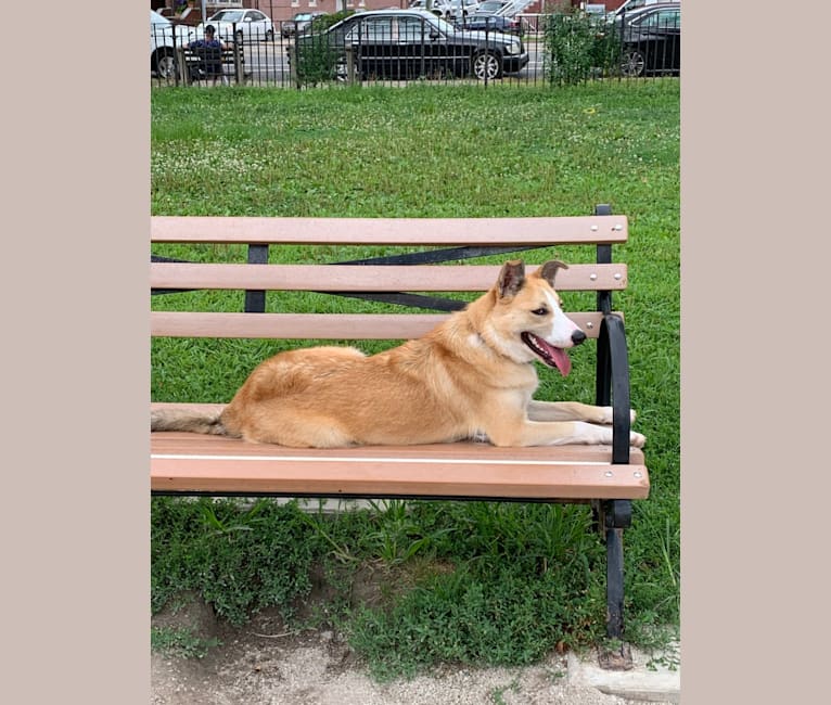 TARA, an Australian Shepherd and Chow Chow mix tested with EmbarkVet.com