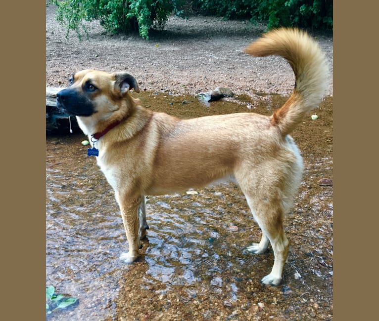 Cody, an Australian Cattle Dog and American Pit Bull Terrier mix tested with EmbarkVet.com