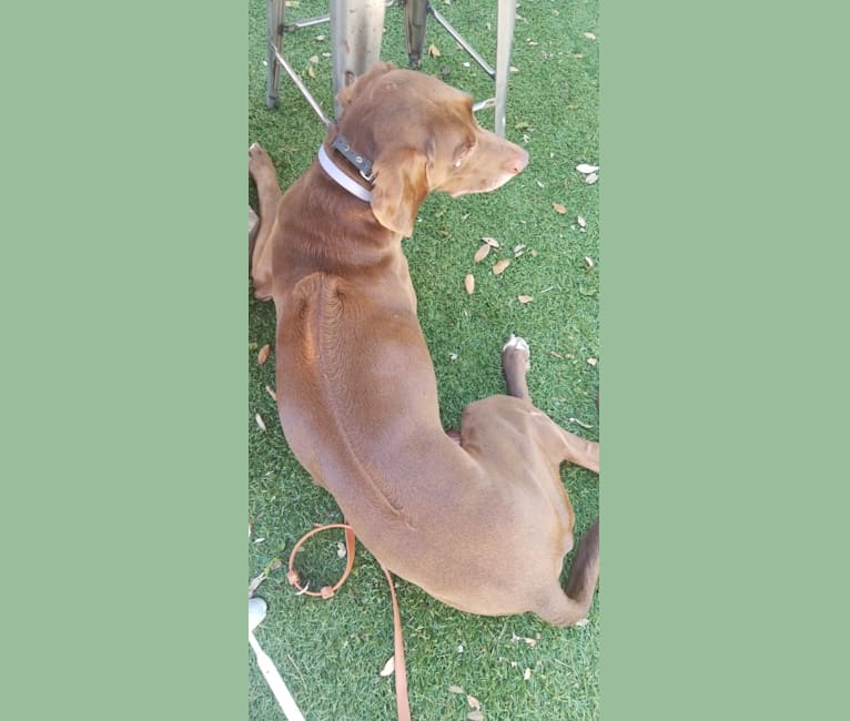 Milo, a Labrador Retriever and Rhodesian Ridgeback mix tested with EmbarkVet.com