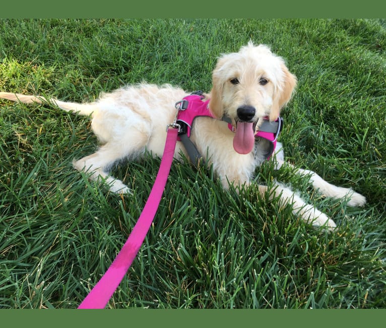 Photo of Sandy, a Goldendoodle  in Fresno, Ohio, USA