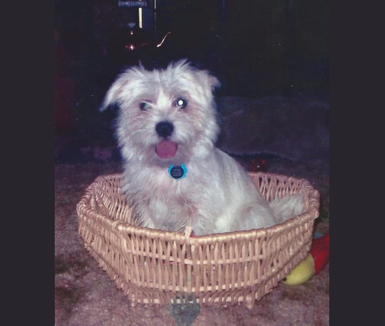 Tigger, a Shih Tzu and West Highland White Terrier mix tested with EmbarkVet.com