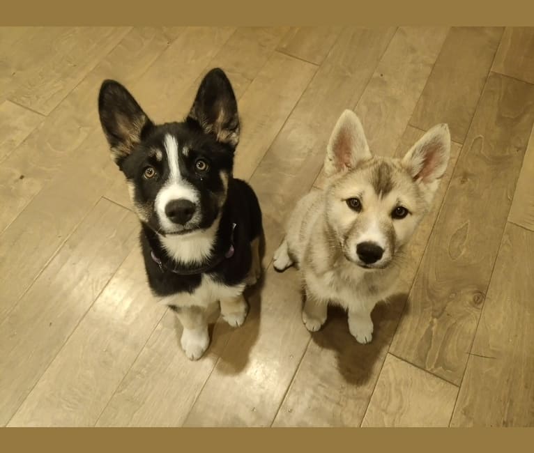 Zima, a Siberian Husky and German Shepherd Dog mix tested with EmbarkVet.com