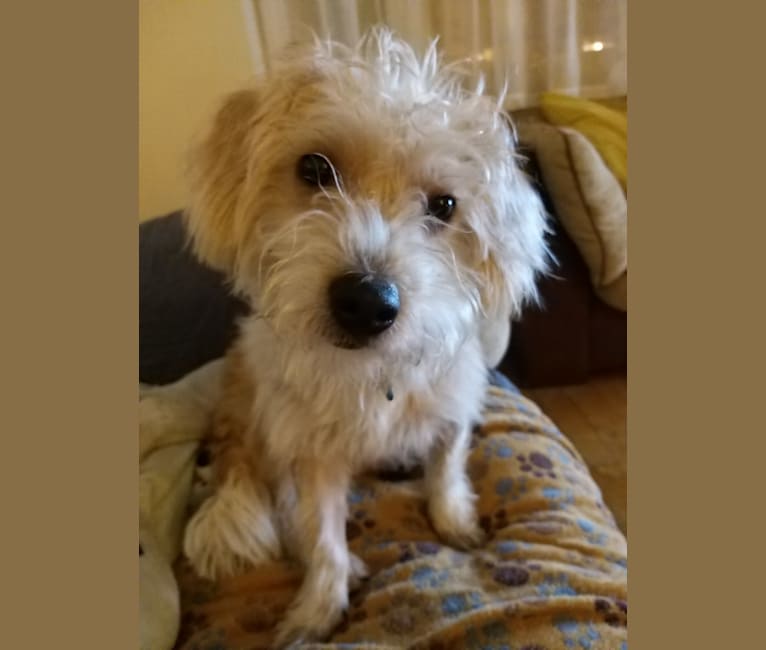Scruffy Murphy, a Russell-type Terrier and Bichon Frise mix tested with EmbarkVet.com