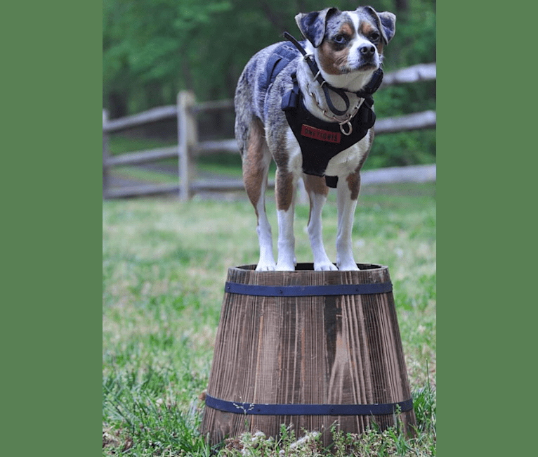 Photo of Blue, a Miniature/MAS-type Australian Shepherd, Poodle (Small), Pug, and Beagle mix in Bernville, Pennsylvania, USA