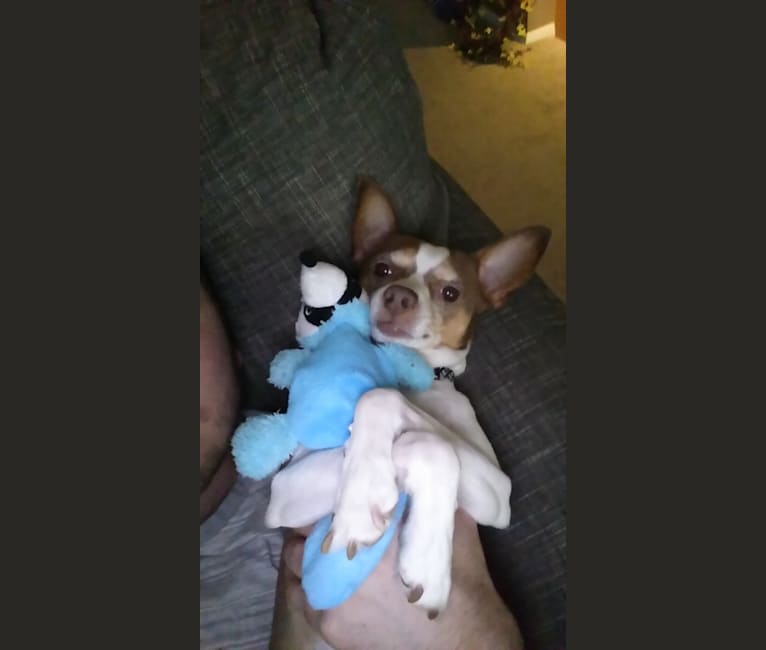 Embark Dog DNA Test Breed