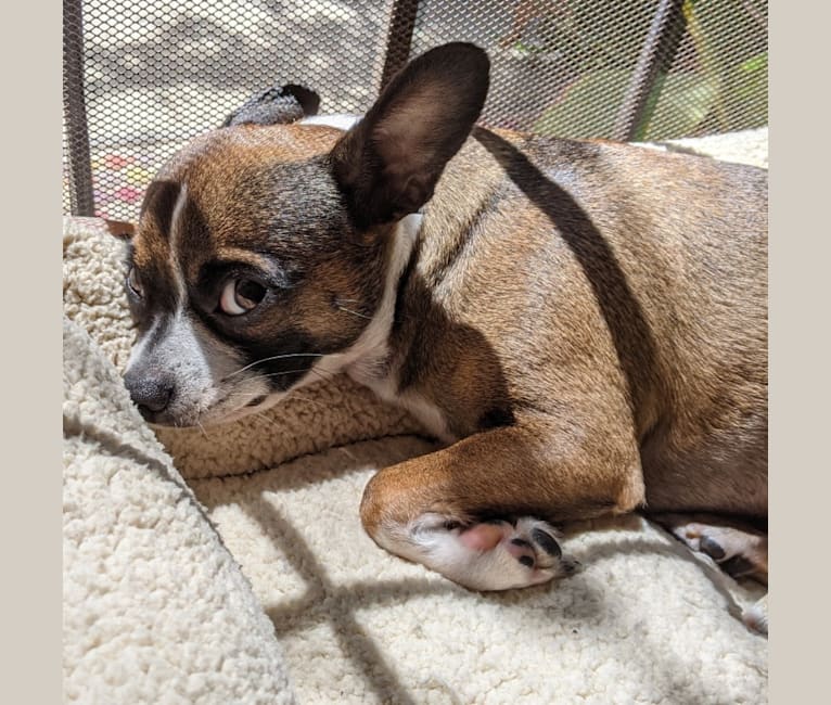 Cornelius, a Pug and Chihuahua mix tested with EmbarkVet.com