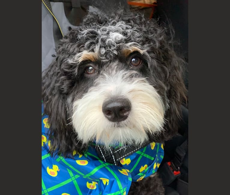 Drake, a Bernese Mountain Dog and Poodle (Small) mix tested with EmbarkVet.com