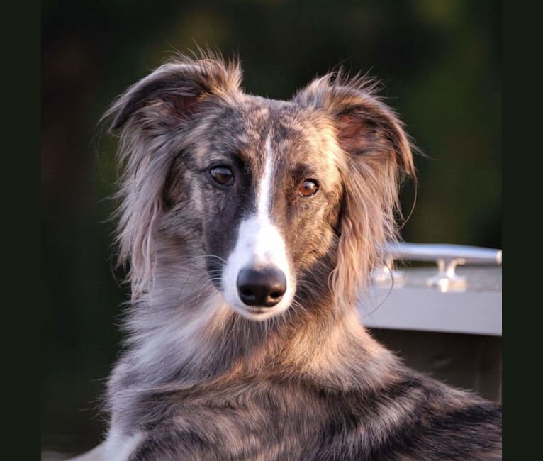 Long haired best sale whippet