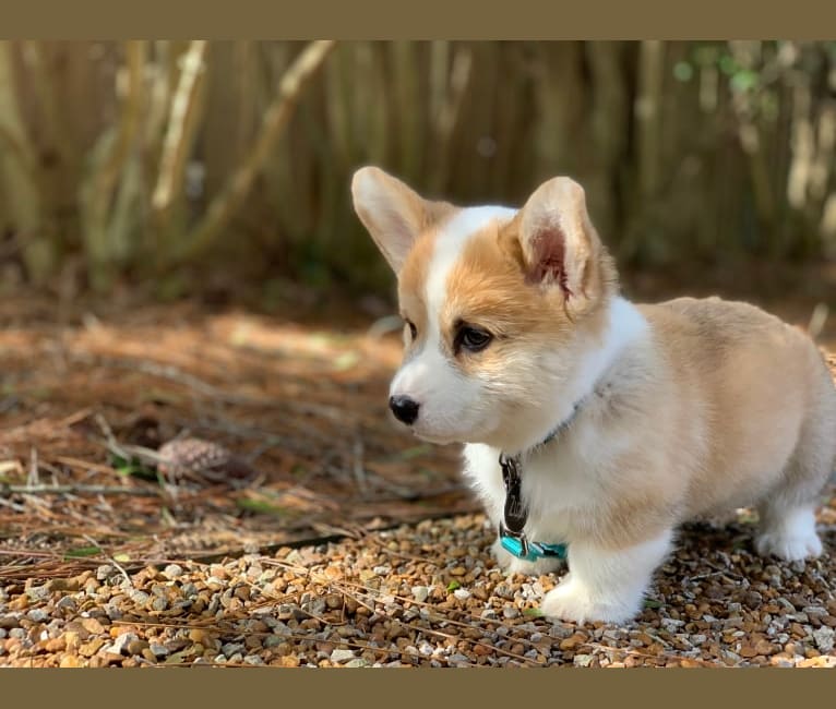 Kudzu (Zuzu), a Pembroke Welsh Corgi tested with EmbarkVet.com