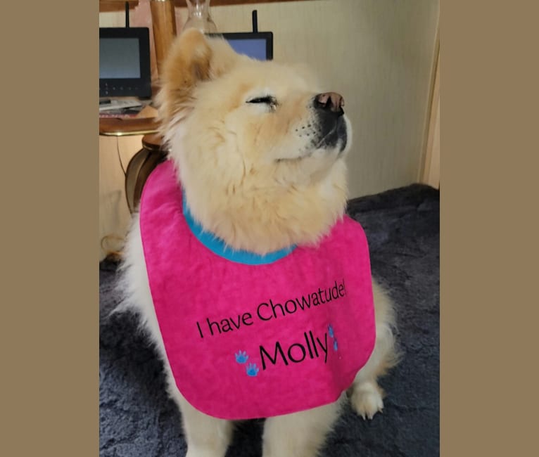 Molly, a Chow Chow tested with EmbarkVet.com