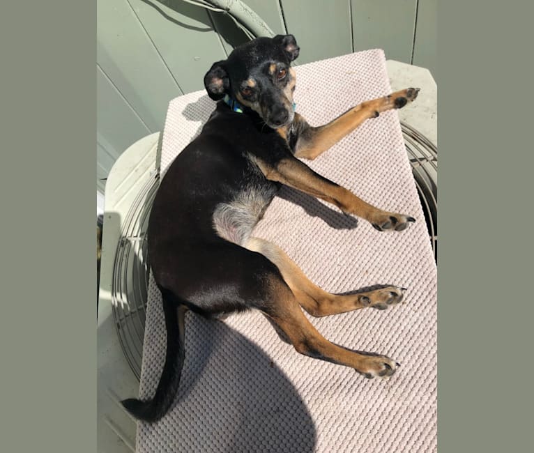 Dobby, a Miniature Pinscher and Russell-type Terrier mix tested with EmbarkVet.com