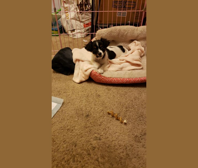 Photo of Riley, a Chihuahua, Poodle (Small), Shih Tzu, Cocker Spaniel, and Pomeranian mix in Yakima, WA, USA