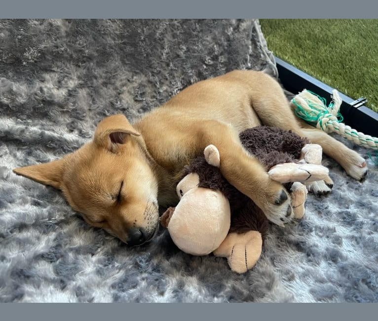 Ellie, a German Shepherd Dog and American Pit Bull Terrier mix tested with EmbarkVet.com