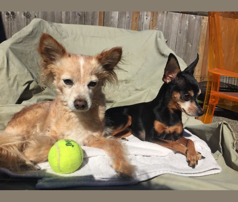 Photo of Ash, a Chihuahua, Poodle (Small), and Maltese mix in California, USA