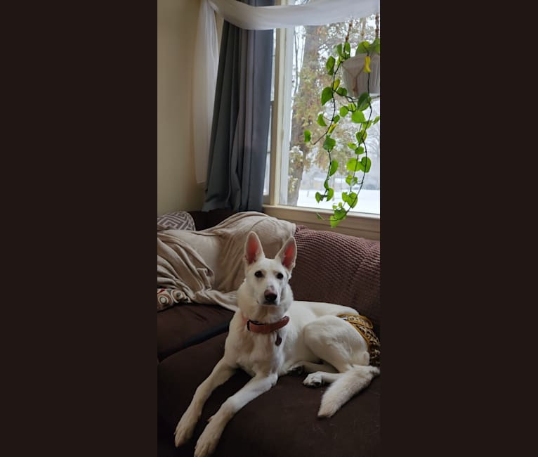 Sundae, a White Shepherd tested with EmbarkVet.com