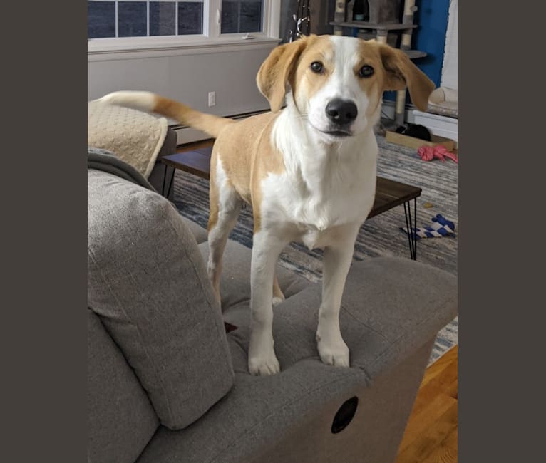 Copper, a Beagle and Australian Cattle Dog mix tested with EmbarkVet.com