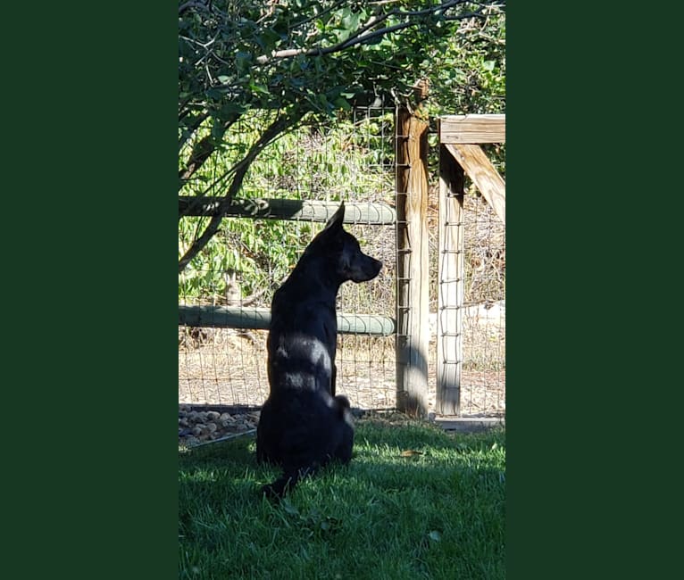 Echo, a Rottweiler and Siberian Husky mix tested with EmbarkVet.com