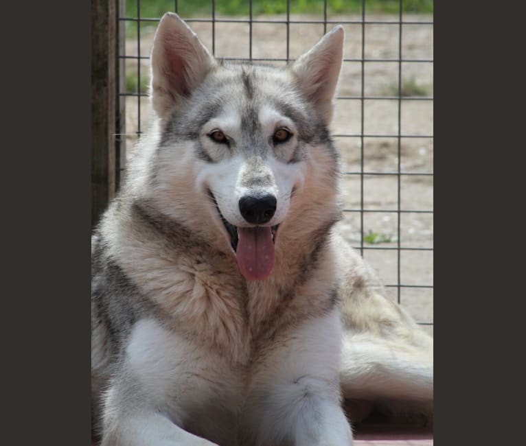 Spirit, a German Shepherd Dog and Alaskan Malamute mix tested with EmbarkVet.com