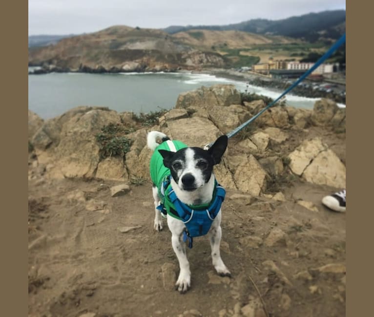 Topper, a Chihuahua tested with EmbarkVet.com