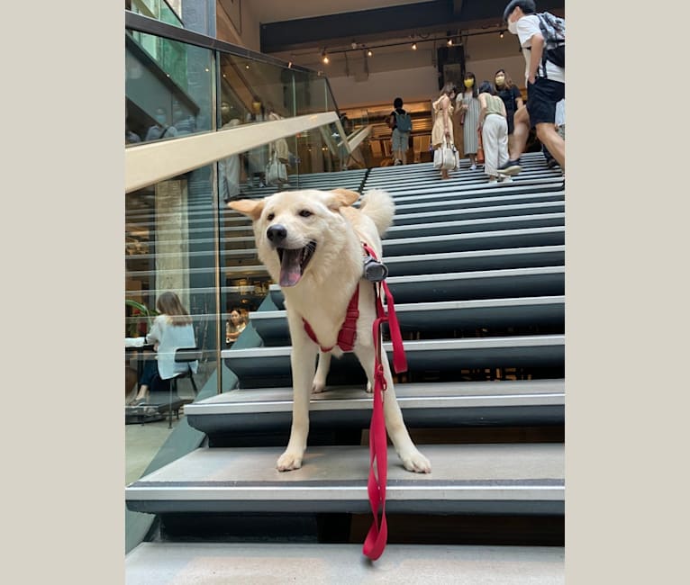 Gum Juu, a Hong Kong Village Dog tested with EmbarkVet.com