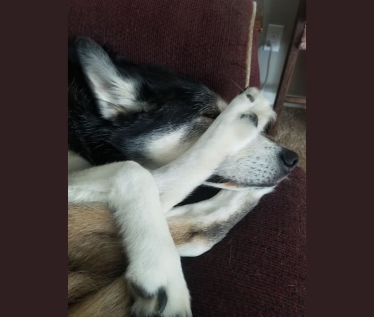 Addy, an Alaskan Malamute and Siberian Husky mix tested with EmbarkVet.com