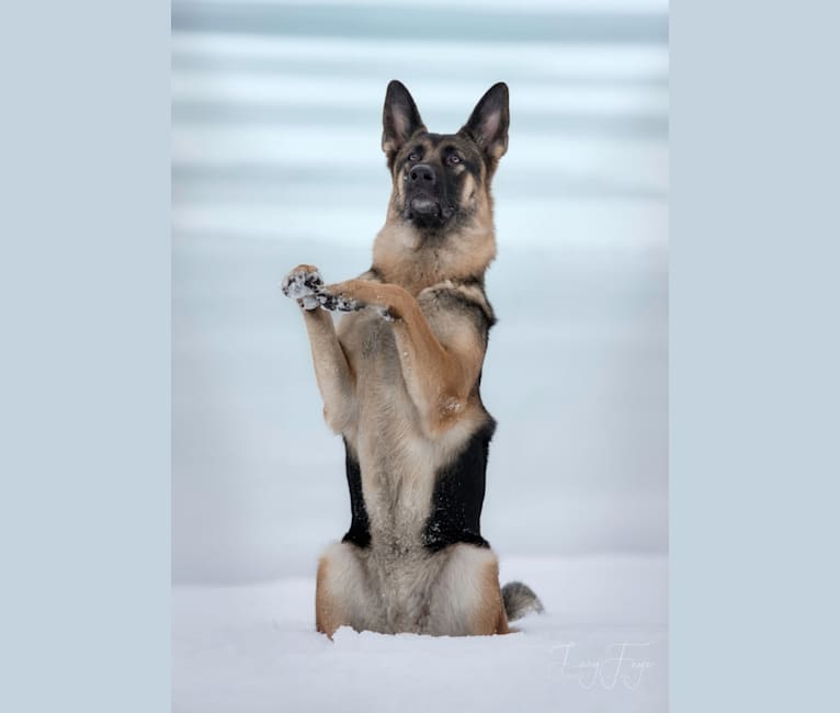 Photo of Arya, a German Shepherd Dog  in North Carolina, USA