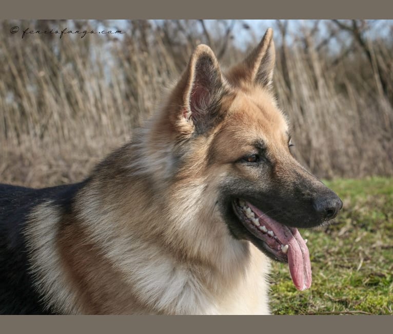 IROH, a German Shepherd Dog tested with EmbarkVet.com