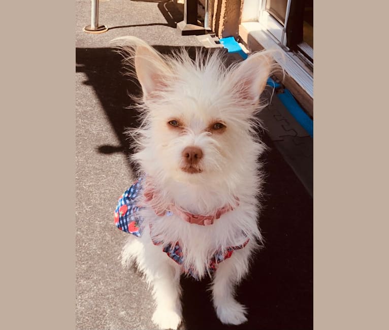 Photo of Julie, a Chihuahua, Poodle (Small), and Shih Tzu mix in California, USA