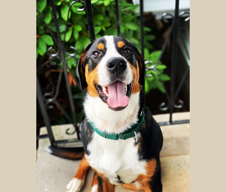 Ares, a Greater Swiss Mountain Dog tested with EmbarkVet.com