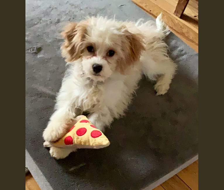 Havanese king charles mix online