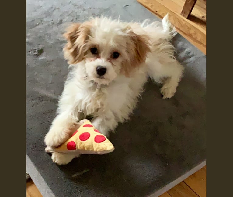 Shiloh, a Cavalier King Charles Spaniel and Bichon Frise mix tested with EmbarkVet.com