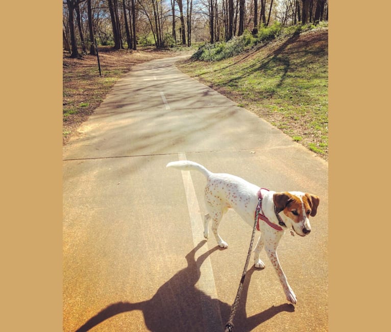 Izzy, a Treeing Walker Coonhound and American Pit Bull Terrier mix tested with EmbarkVet.com