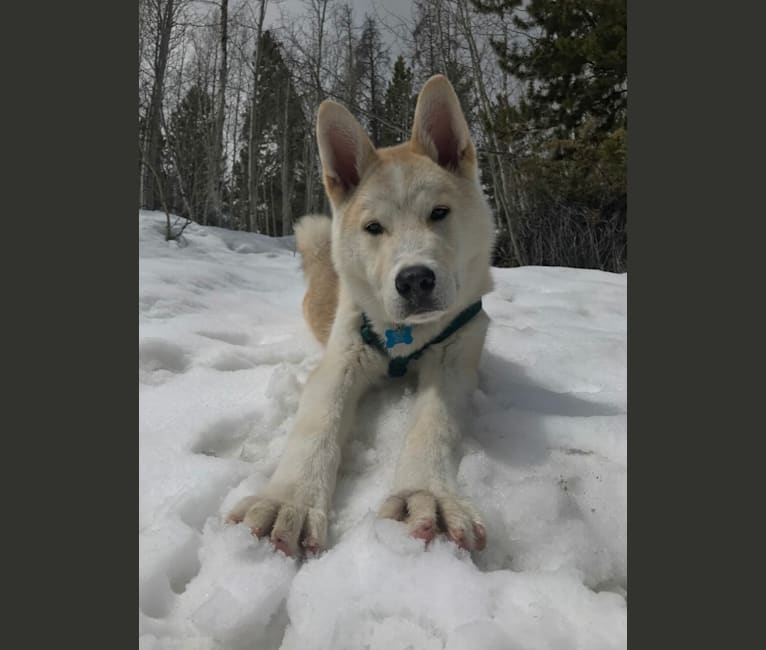 Akita alaskan malamute mix shop