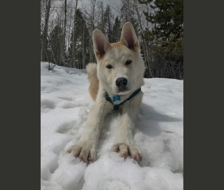 Rudy, an Akita and Alaskan Malamute mix tested with EmbarkVet.com