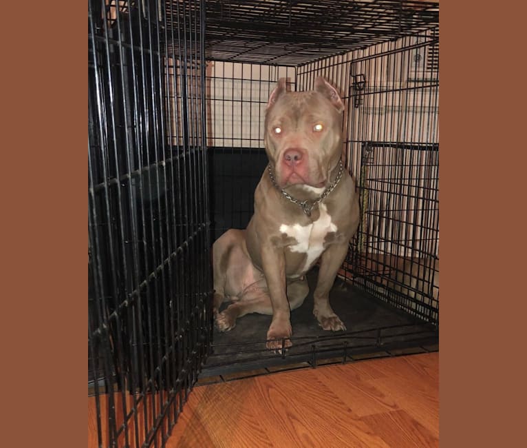 Teally, an American Bully tested with EmbarkVet.com