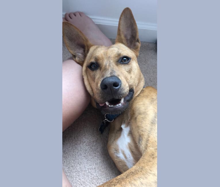 Embark Dog DNA Test Breed