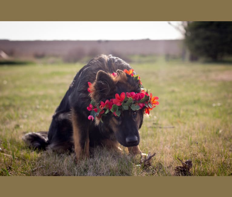 Xenavi, a German Shepherd Dog tested with EmbarkVet.com