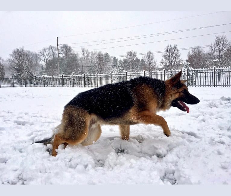 Moose, a German Shepherd Dog and Black Russian Terrier mix tested with EmbarkVet.com