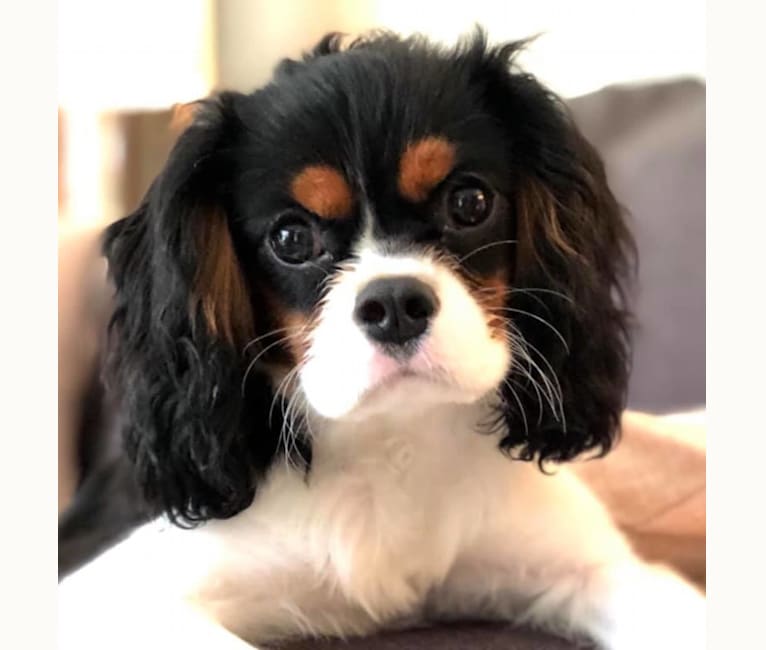 Bentley, a Cavalier King Charles Spaniel tested with EmbarkVet.com