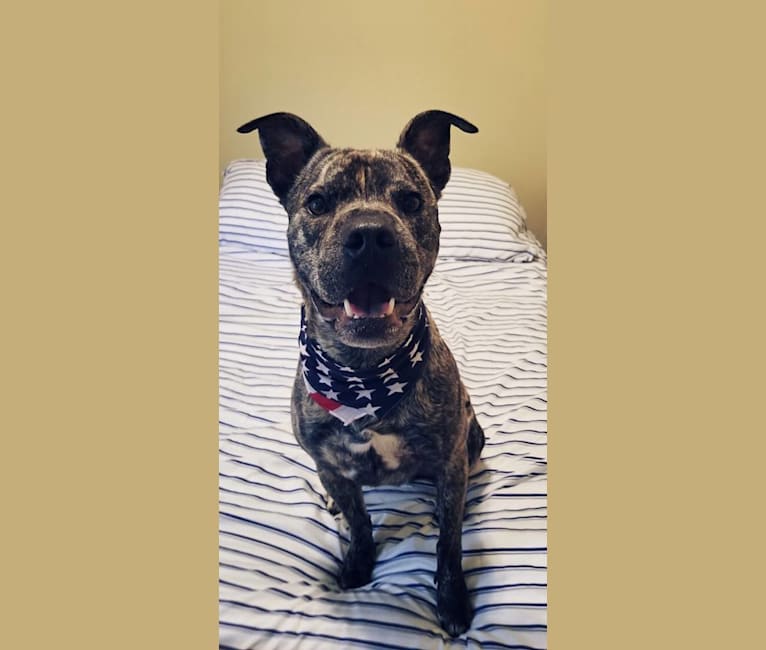 Paxton, an American Pit Bull Terrier and Boxer mix tested with EmbarkVet.com