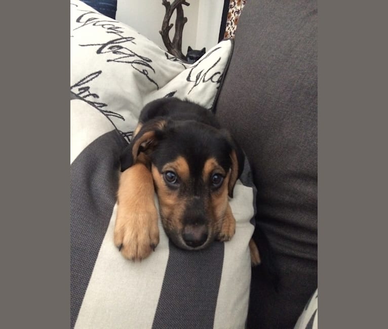 German shepherd foxhound mix store