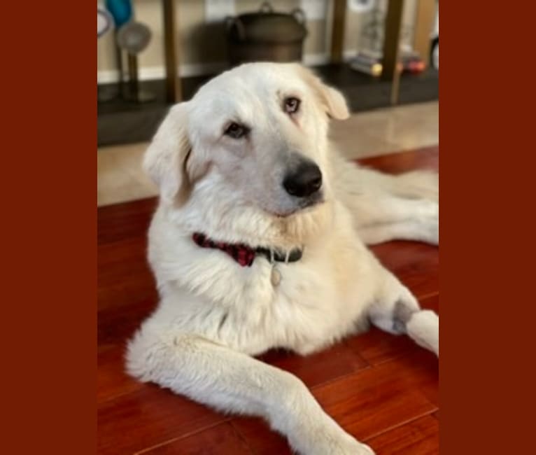 Falkor, a Great Pyrenees and Great Dane mix tested with EmbarkVet.com