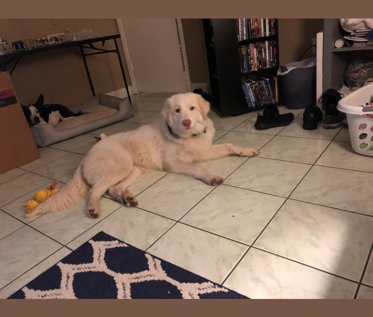 Photo of Luna, a Great Pyrenees mix in Dallas, Texas, USA