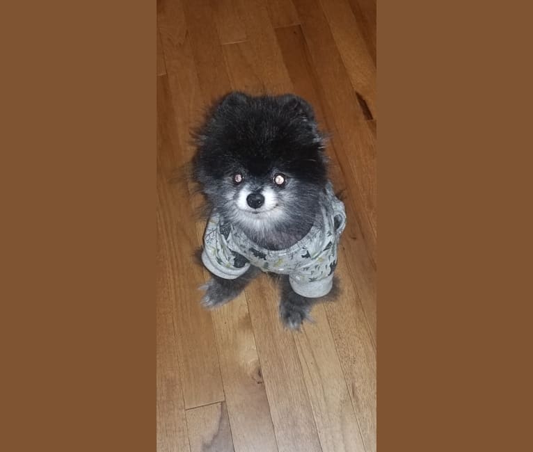 Jake, a Pomeranian tested with EmbarkVet.com