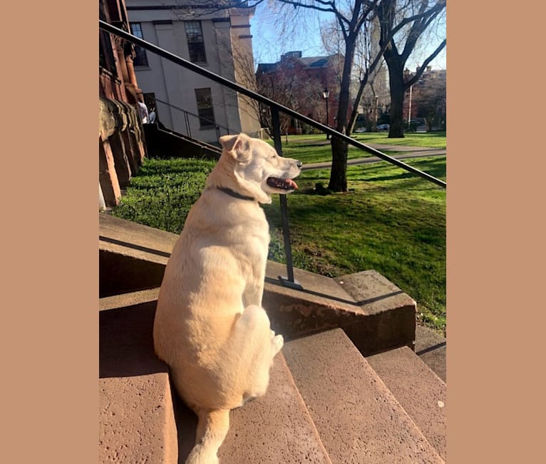 Philip, an American Pit Bull Terrier and Australian Shepherd mix tested with EmbarkVet.com