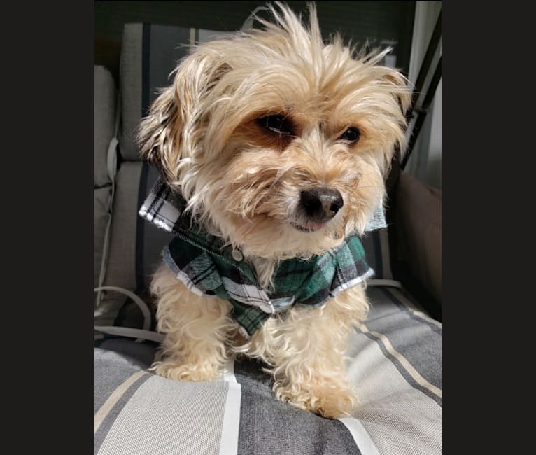 Photo of Mahrli, a Bichon Frise and Yorkshire Terrier mix in Canton, Ohio, USA