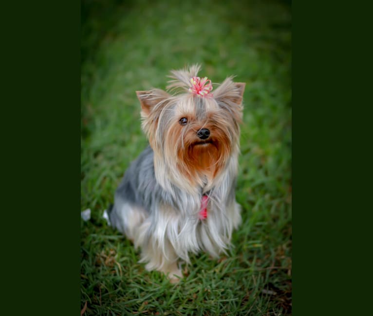 Photo of Ellie, a Yorkshire Terrier  in Cuenca, Ecuador