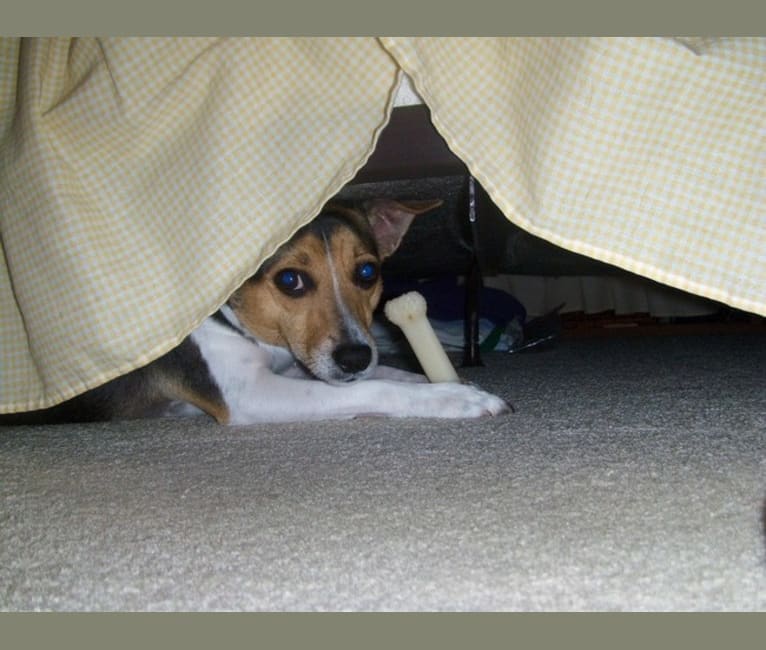 Milo, a Rat Terrier tested with EmbarkVet.com