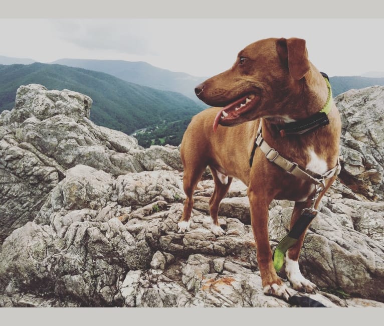 Copper, a Coonhound (35.3% unresolved) tested with EmbarkVet.com
